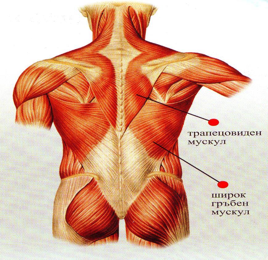 По-важни от тях са многобройните мускули около гръбначния стълб, трапецовидният и широкият