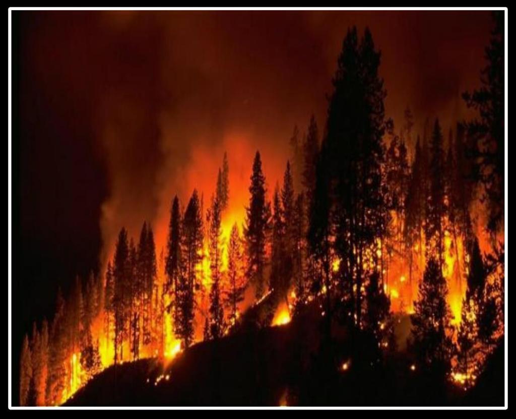 Горските пожари нанасят сериозни щети на околната среда и могат да унищожат цяла гора.