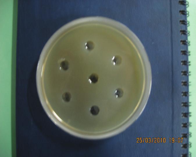 Staphilococcus aureus ATCC39592 Escherichia coli HB101 2 1 6 5 1 2 6 5 3 4 3 4 Фигура 2. Инхибиторна активност на щамовете L. plantarum - К 1 и L. plantarum О.