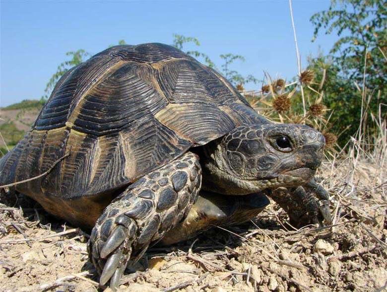 Опазване и проучване на сухоземните костенурки в