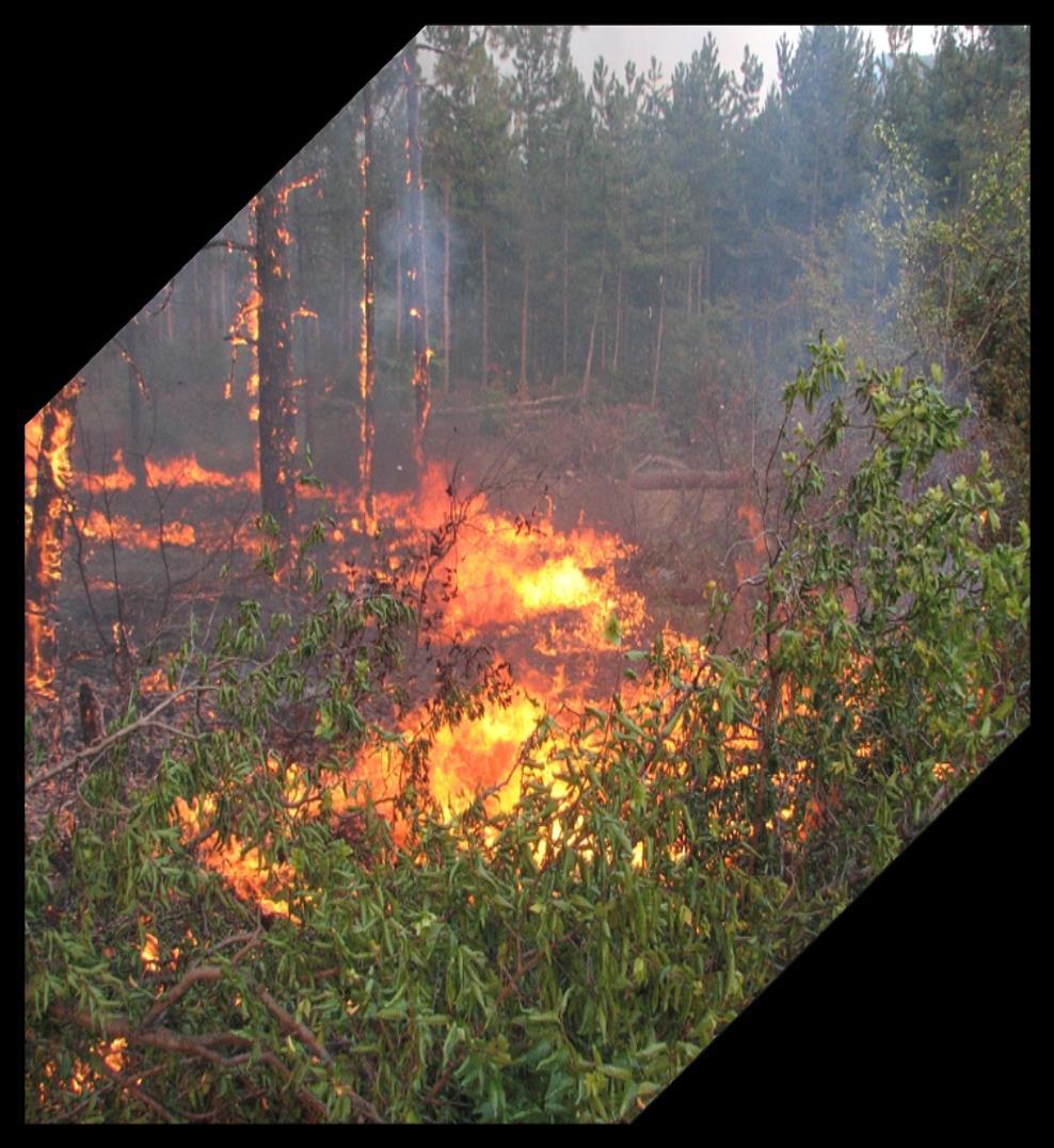 Последствията от горските пожари са: Екологични Настъпва обезлесяване и ерозия на почвите. Променя се водния отток, нарушават се топлинния и воден баланс на екосистемите.
