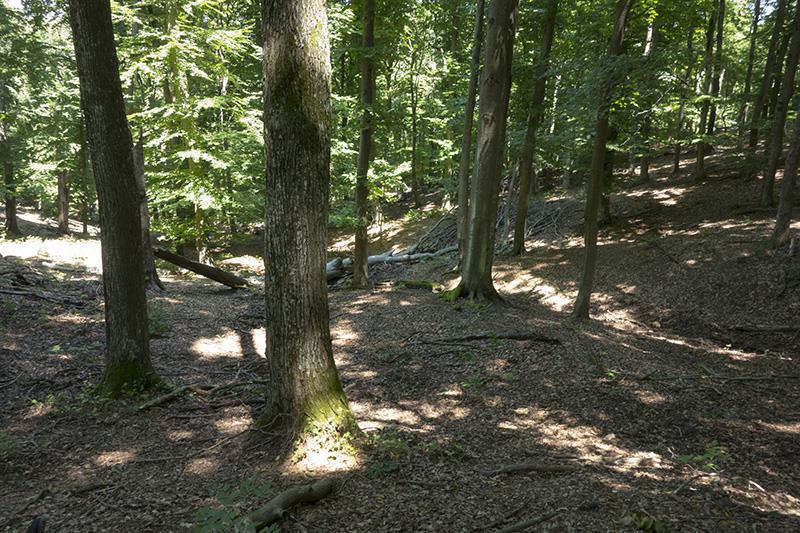 Параметър 4. Количество мъртва дървесина Степени на разлагане на мъртвата дървесина Повърхностно разлагане на стъблото Стояща дървесина Лежаща дървесина [m 3 ha -1] [m 3 ha -1 ] Липса на разлагане 1.