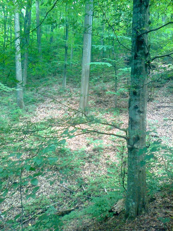 Степени на разлагане на мъртвата дървесина Стояща дървесина Лежаща дървесина [m 3 ha -1] [m 3 ha -1 ] Липса на разлагане 1.1 8.5 Разлагане на кората и тънките клони 21.4 22.