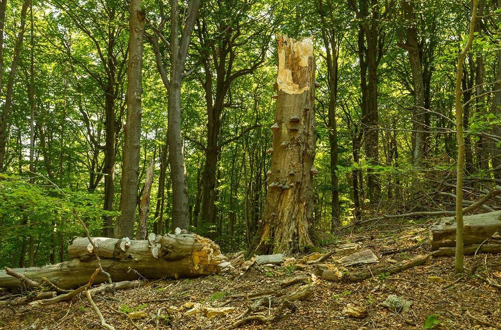 Параметър 4. Количество мъртва дървесина Степени на разлагане на мъртвата дървесина Стояща дървесина Лежаща дървесина [m 3 ha -1] [m 3 ha -1 ] Липса на разлагане.5 3.