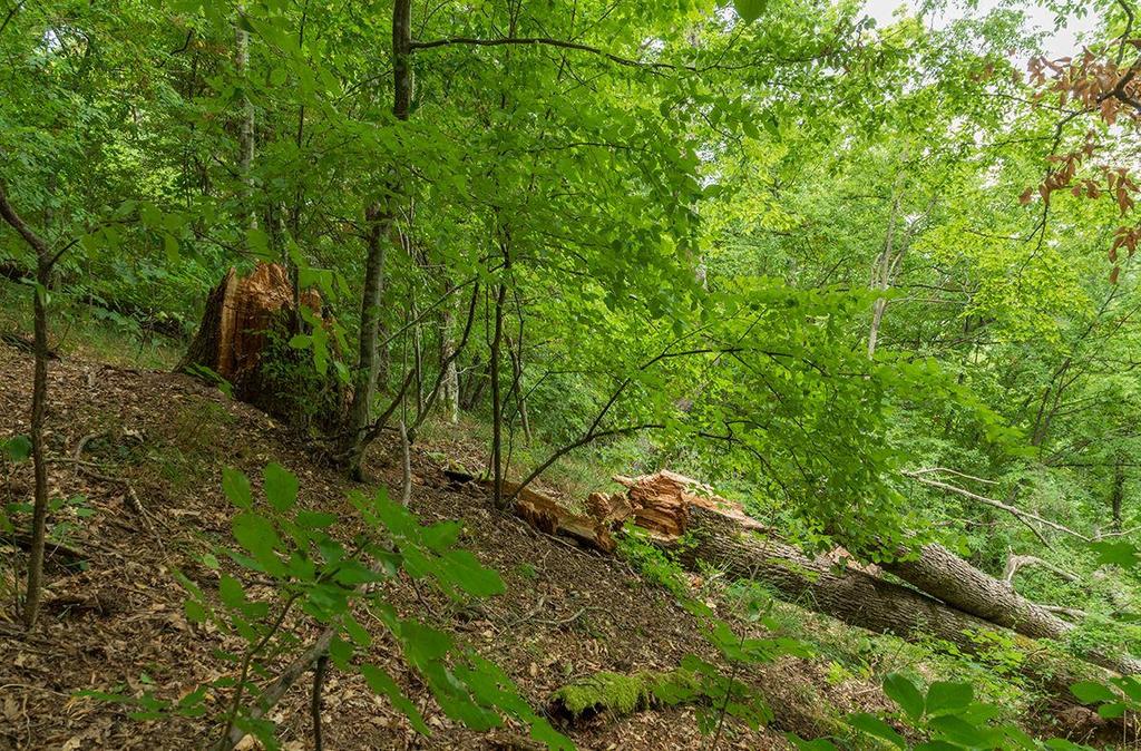 Параметър 4. Количество мъртва дървесина Степени на разлагане на мъртвата дървесина Стояща дървесина Лежаща дървесина [m 3 ha -1] [m 3 ha -1 ] Липса на разлагане 0.0 3.