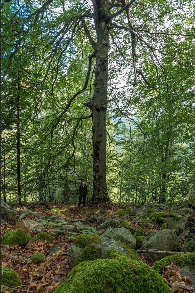 Параметър 4. Количество мъртва дървесина Степени на разлагане на мъртвата дървесина Стояща дървесина Лежаща дървесина [m 3 ha -1] [m 3 ha -1 ] Липса на разлагане 0 2.
