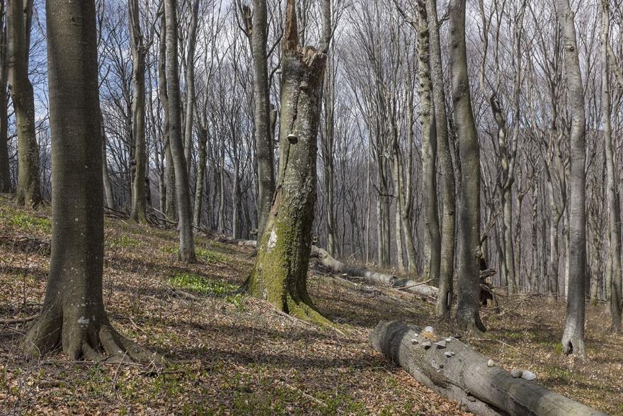 Параметър 4. Количество мъртва дървесина Степени на разлагане на мъртвата дървесина Повърхностно разлагане на стъблото Стояща дървесина Лежаща дървесина [m 3 ha -1] [m 3 ha -1 ] Липса на разлагане 12.