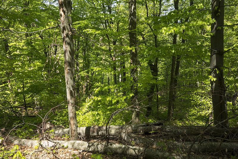 Параметър 4. Количество мъртва дървесина Степени на разлагане на мъртвата дървесина Повърхностно разлагане на стъблото Стояща дървесина Лежаща дървесина [m 3 ha -1] [m 3 ha -1 ] Липса на разлагане 2.