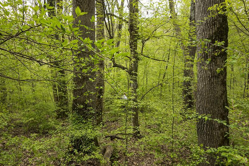 Параметър 4. Количество мъртва дървесина Степени на разлагане на мъртвата дървесина Повърхностно разлагане на стъблото Стояща дървесина Лежаща дървесина [m 3 ha -1] [m 3 ha -1 ] Липса на разлагане 7.