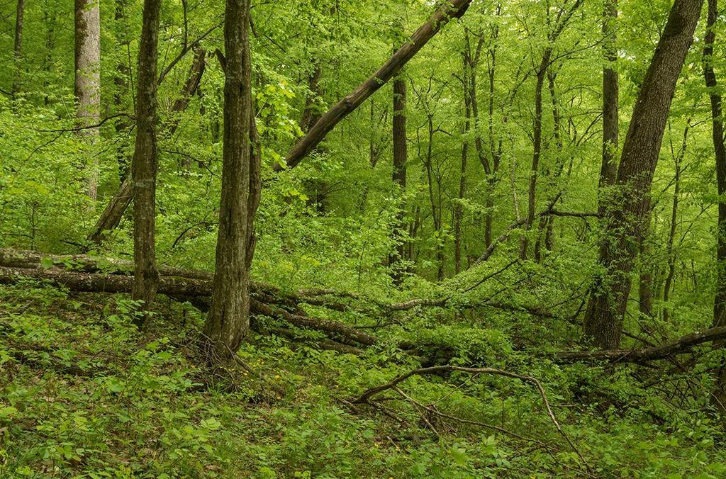 Параметър 4. Количество мъртва дървесина Степени на разлагане на мъртвата дървесина Повърхностно разлагане на стъблото Стояща дървесина Лежаща дървесина [m 3 ha -1] [m 3 ha -1 ] Липса на разлагане 2.