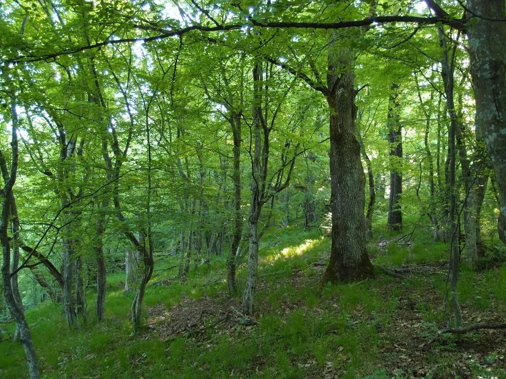 Параметър 4. Количество мъртва дървесина Степени на разлагане на мъртвата дървесина Стояща дървесина Лежаща дървесина [m 3 ha -1] [m 3 ha -1 ] Липса на разлагане 0.0 2.