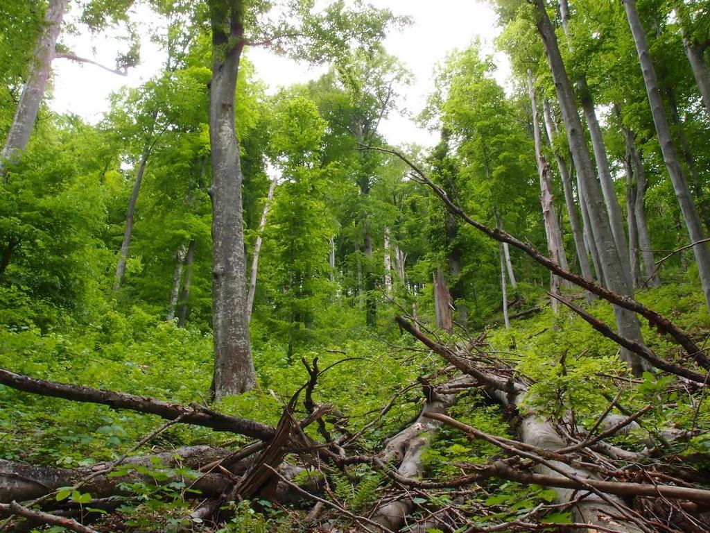 Параметър 4. Количество мъртва дървесина Степени на разлагане на мъртвата дървесина Стояща дървесина Лежаща дървесина [m 3 ha -1] [m 3 ha -1 ] Липса на разлагане 0.0 23.