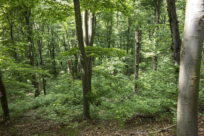 Параметър 4. Количество мъртва дървесина Степени на разлагане на мъртвата дървесина Повърхностно разлагане на стъблото Стояща дървесина Лежаща дървесина [m 3 ha -1] [m 3 ha -1 ] Липса на разлагане 5.