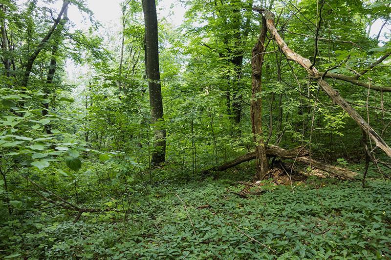 Параметър 4. Количество мъртва дървесина Степени на разлагане на мъртвата дървесина Повърхностно разлагане на стъблото Стояща дървесина Лежаща дървесина [m 3 ha -1] [m 3 ha -1 ] Липса на разлагане 7.