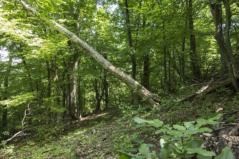 Параметър 4. Количество мъртва дървесина Степени на разлагане на мъртвата дървесина Повърхностно разлагане на стъблото Стояща дървесина Лежаща дървесина [m 3 ha -1] [m 3 ha -1 ] Липса на разлагане 5.
