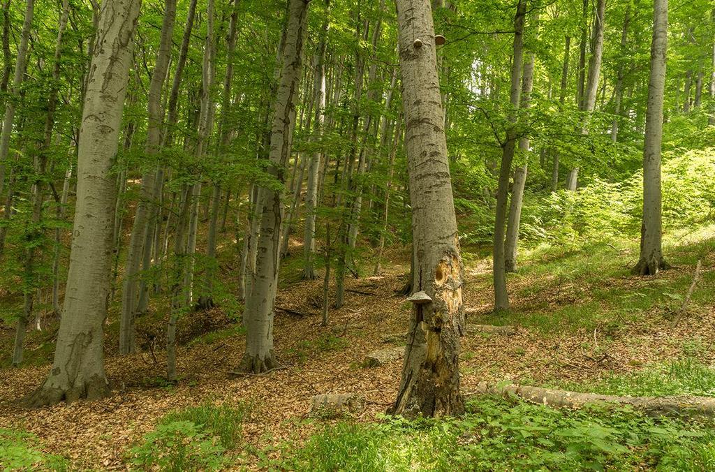Параметър 4. Количество мъртва дървесина Степени на разлагане на мъртвата дървесина Стояща дървесина Лежаща дървесина [m 3 ha -1] [m 3 ha -1 ] Липса на разлагане 0.0 0.