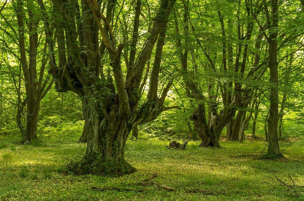 Параметър 4. Количество мъртва дървесина Степени на разлагане на мъртвата дървесина Повърхностно разлагане на стъблото Стояща дървесина Лежаща дървесина [m 3 ha -1] [m 3 ha -1 ] Липса на разлагане 1.