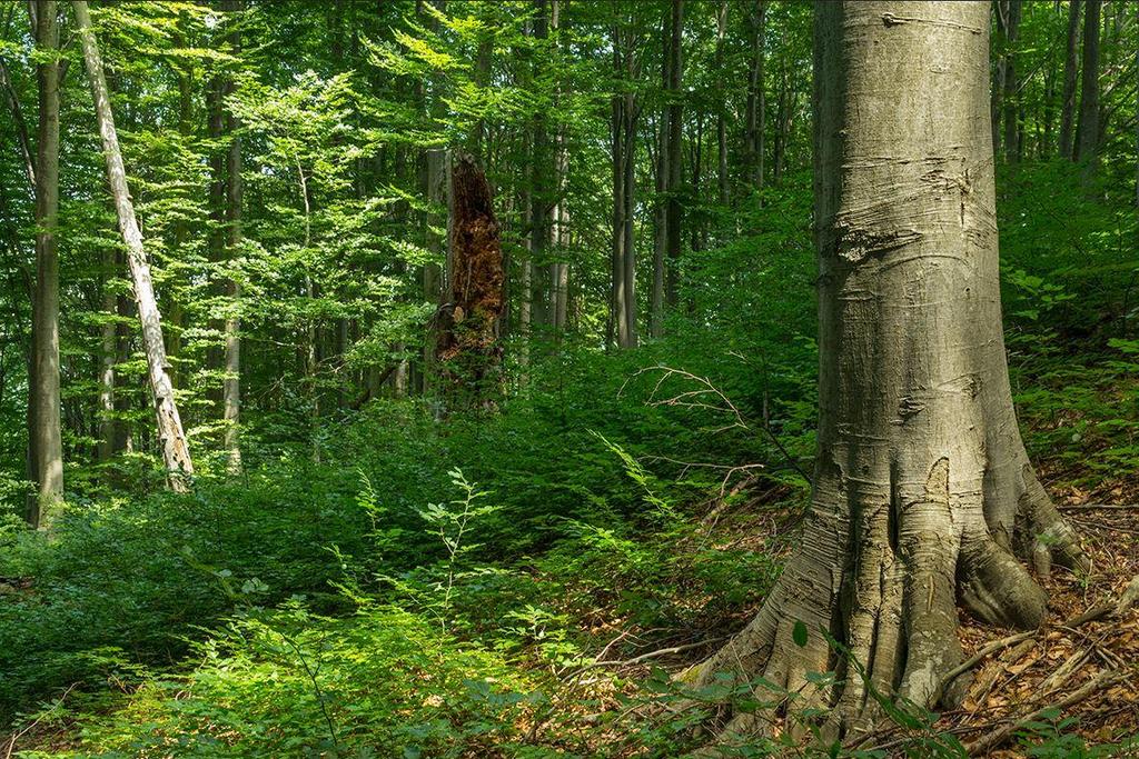 Параметър 4. Количество мъртва дървесина Степени на разлагане на мъртвата дървесина Повърхностно разлагане на стъблото Стояща дървесина Лежаща дървесина [m 3 ha -1] [m 3 ha -1 ] Липса на разлагане 0.