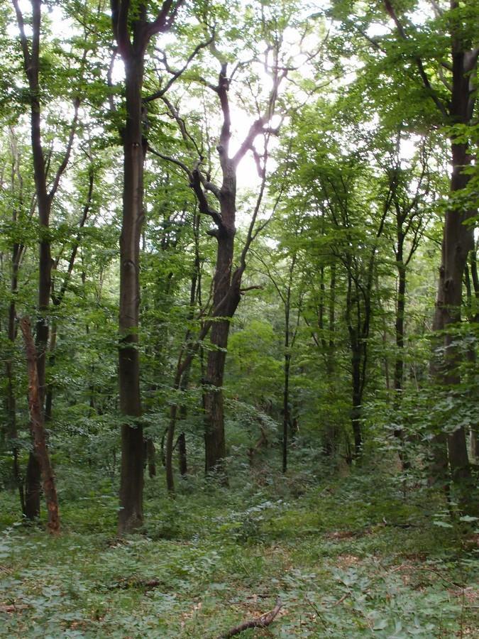 Параметър 4. Количество мъртва дървесина Степени на разлагане на мъртвата дървесина Повърхностно разлагане на стъблото Стояща дървесина Лежаща дървесина [m 3 ha -1] [m 3 ha -1 ] Липса на разлагане 0.