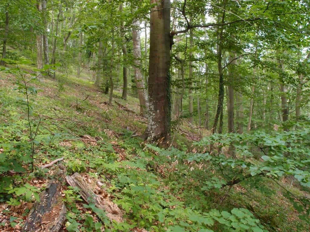 Параметър 4. Количество мъртва дървесина Степени на разлагане на мъртвата дървесина Стояща дървесина Лежаща дървесина [m 3 ha -1] [m 3 ha -1 ] Липса на разлагане 0.2 2.