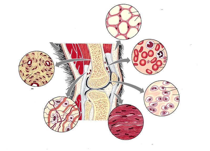 Разпознайте видовете съединителна тъкан Мастна тъкан Кръв Костна тъкан Хрущялна