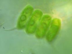 Използвани видове микроалги Desmodesmus Еукариоти от клас Chlorophyceae, отдел
