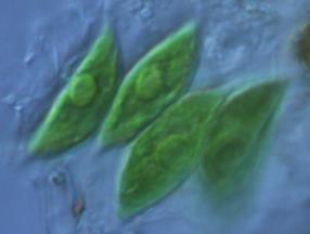 µm; Обитават сладки води; Извлечени от Пирин и култивирани в биологическата