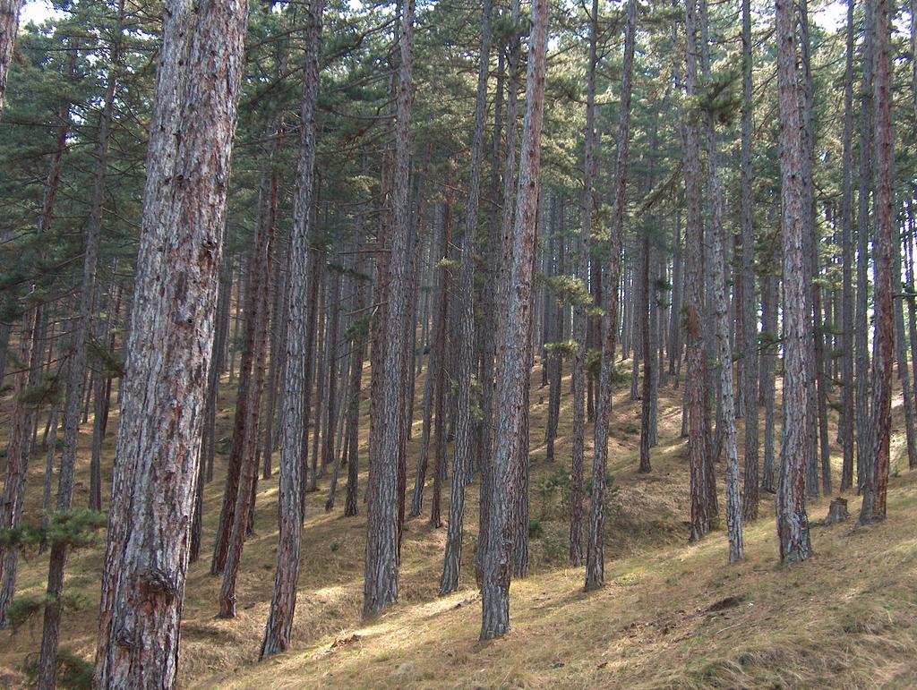 Растеж и производителност на естествените гори от черен бор (Pinus nigra Arn.