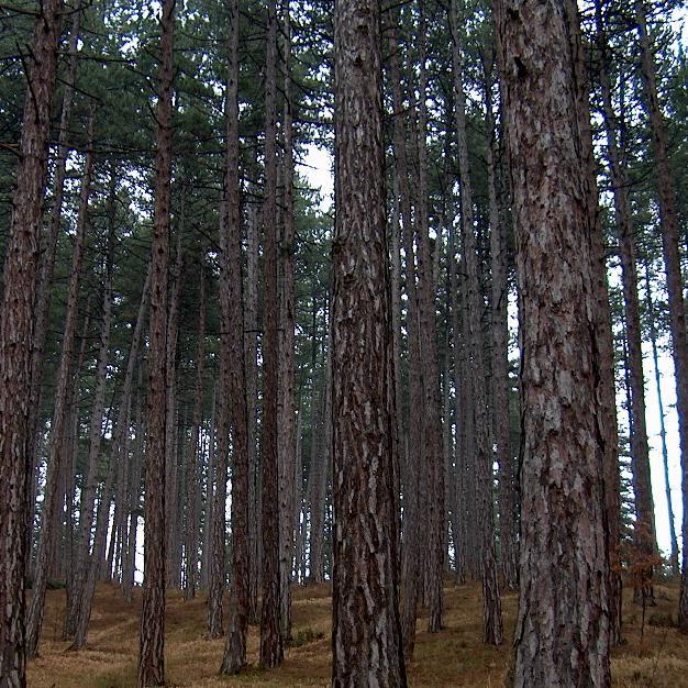 Първи извод: Естествените гори от черен бор в района на град Велинград, коитосаобект на изследване се