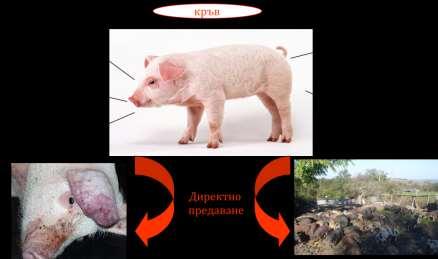 Домашните и дивите свине могат да се заразят едни други