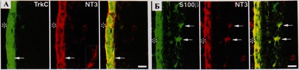 субепендимната зона (Фиг. 4.69А). Клетки, включително периваскуларни такива, които бяха позитивни за GFRal, експресираха S100P и VEGF (Фиг. 4.69Б; стрелки). Фиг. 4.69. (А) Двойно оцветяване за GFRal и GDNF в SVZa на ден 9 след исхемия.