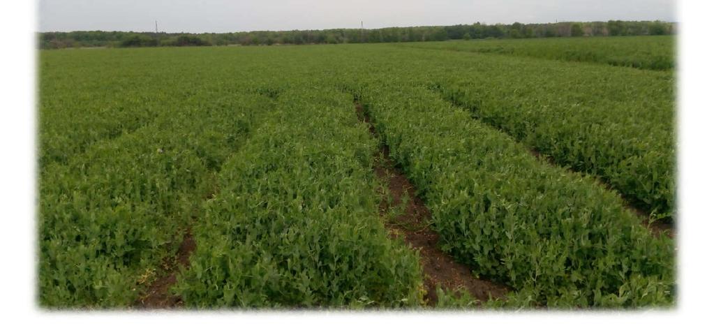 Посевите с биологичен и конвенциолен зимен фуражен грах в опитните полета в ИПК Чирпан, ИРГР Садово и ИЗ