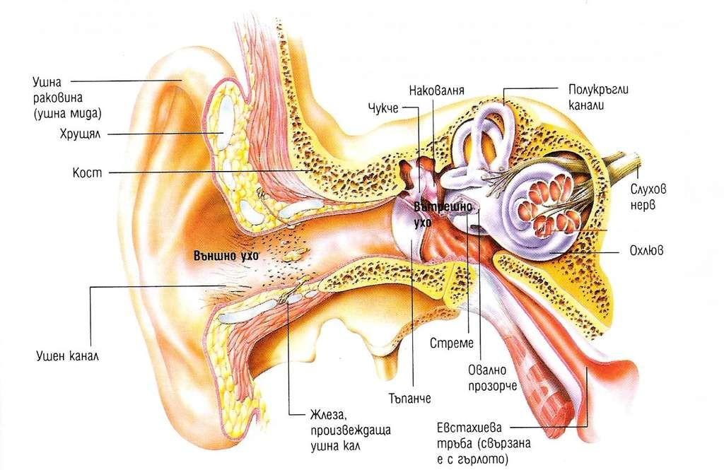 Възприемане на звука Ушите улавят вибрации във въздуха и ги