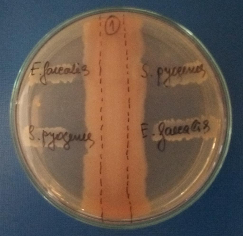 Фигура 3B. Продукт 1 инхибиране на Streptococcus pyogenes и Enterococcus faecalis с метода на паралелните щрихи.
