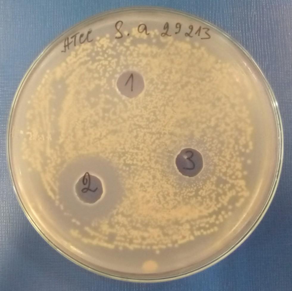 Фигура 6. Антибактериална активност на филтрати от тест пробите срещу патогенни бактерии от вида Staphylococcus aureus.
