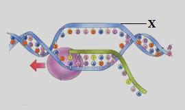 12. Клетъчен органел, изграден от мембрана, по която са разположени рибозоми, е: А) лизозома Б) митохондрий В) гладка ендоплазмена мрежа Г) зърнеста ендоплазмена мрежа 13.
