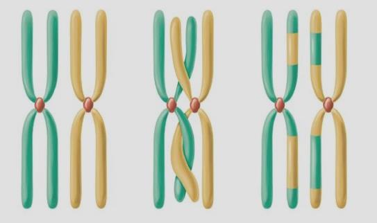 19. При овогенезата, за разлика от сперматогенезата, мейотичното делене е свързано с: А) редуциране на хромозомния набор в дъщерните клетки Б) неравномерно разделяне на цитоплазмата между дъщерни