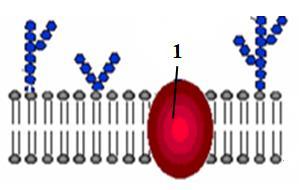 19. Коя фаза на митозата е представена на фигурата? А) профаза Б) метафаза В) анафаза Г) телофаза 20.