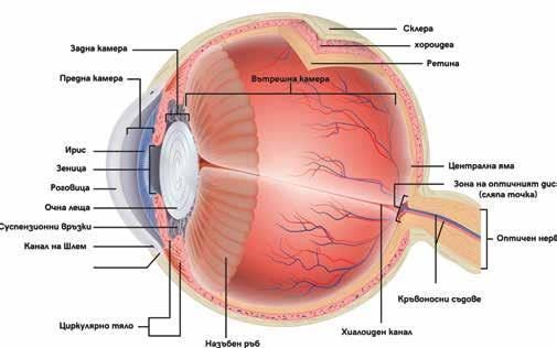 Въпреки че много хора започват да развиват очни заболявания в средна възраст, симптомите им могат да се появят едва по-късно, когато болката се засили и лечението е далеч по-трудно.