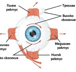 Пренатоварването на очите, неспазването на хигиена или външни дразнители, биха могли да доведат до различни очни заболявания.