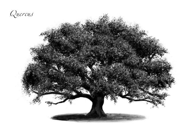 БИОРАЗНООБРАЗИЕ Дейност: Кой е царят на гората? Работен лист: Дъбът Царят на гората Дъбът (Quercus) е род покритосеменни двусемеделни растения, част от семейство букови.