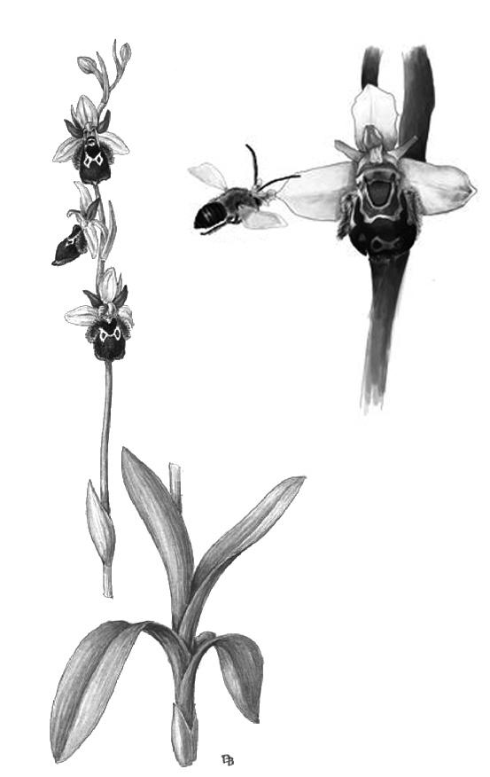 БИОРАЗНООБРАЗИЕ Дейност: Странджански орхидеи Работен лист: Феите на Странджа планина Странджанска пчелица Обикновена пърчовка Призрачна орхидея Семейство Орхидеи е едно от най-големите семейства -