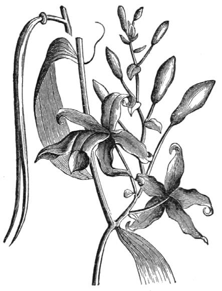 Тема 2. Флората на странджа планина Знаете ли че? Много от видовете се използват, като декоративни растения, заради изключително красивите и ароматни цветове. Орхидеите се използват в медицината.