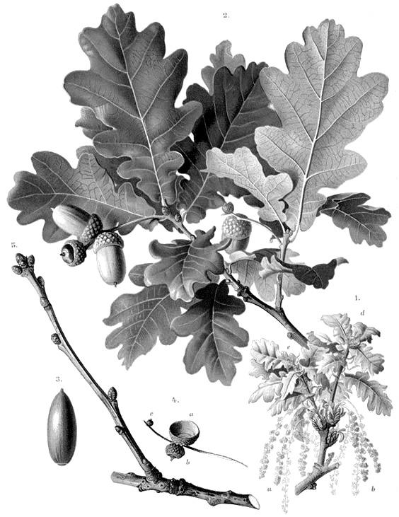 БИОРАЗНООБРАЗИЕ ПОДТЕМА 2.1: ГОРСКИ ЕКОСИСТЕМИ В СТРАНДЖА ПЛАНИНА Работен лист: Дървесната растителност на Странджа планина Лъжник (Странджански дъб) (Quercus hartwissiana).реликтен вид.