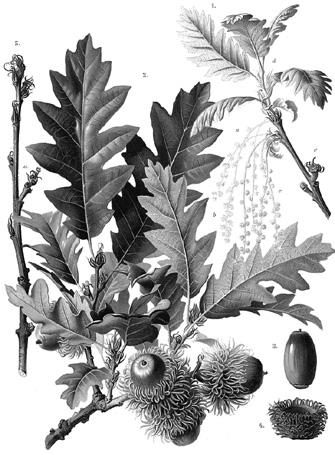 Женските цветове се появяват по няколко в пазвите на листата. Жълъдите узряват за една година. Ареалът на зимния дъб включва Европа, Мала Азия и Кавказ.