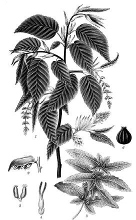 В Странджа е разпространена формата източен (едроплоден) горун (Quercus polycarpa). Цер (Quеrcus cerris).