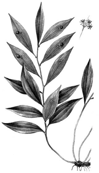 БИОРАЗНООБРАЗИЕ Подезичест залист (Ruscus hypoglossum). Вечнозелено, многогодишно тревисто растение или полухраст, на височина около 50 cм.