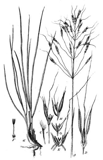 БИОРАЗНООБРАЗИЕ ПОДТЕМА 2.2: РАСТИТЕЛНИ ВИДОВЕ В ЛИВАДИТЕ И ПАСИЩАТА Работен лист: Ливадни екосистеми Черна садина (Chrysopogon gryllus). Многогодишно тревисто, туфесто, житно растение.