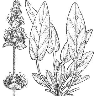 Многогодишно тревисто растение, с млечен сок. Листата са ланцетни, голи, пересто разсечени, или разделени, с триъгълни, понякога назъбени дялове, събрани са в розетка при основата на стъблото.