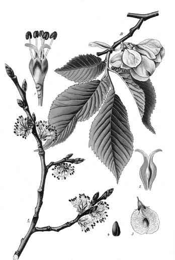 Подтема 2.3: Лонгозна растителност Листата се използват в медицината. Използва се за укрепване на речни брегове, за залесяване на промишлени насипи. Полски ясен (Fraxinusoxycarpa).